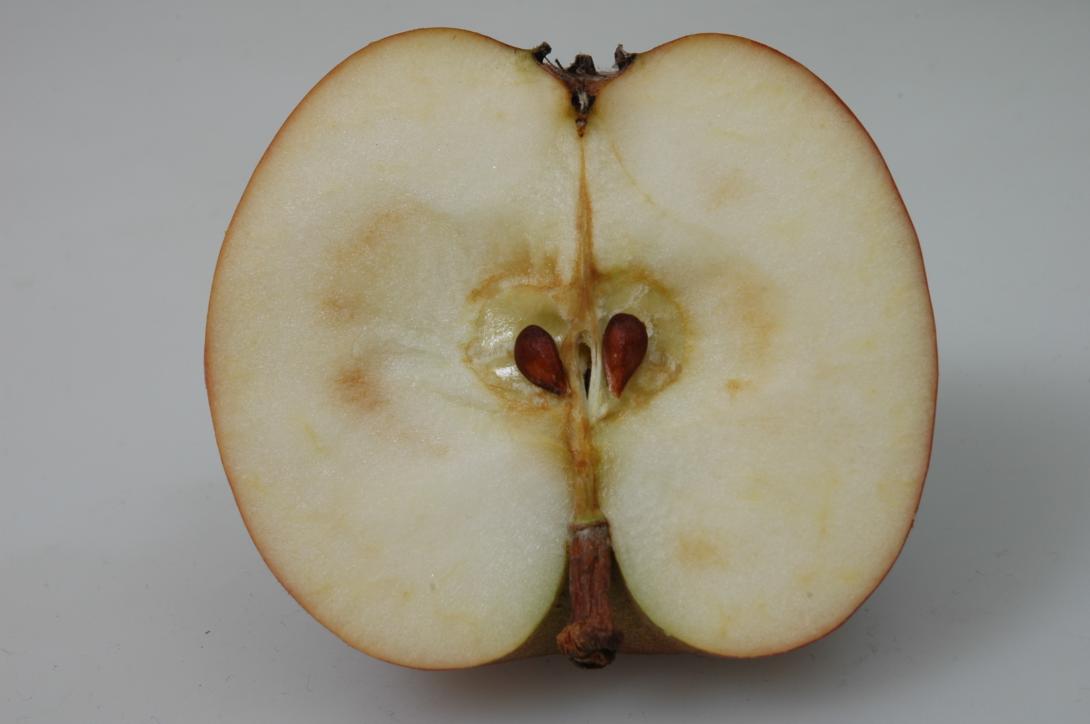 Roter Münsterländer Borsdorfer (geschnittene Frucht)