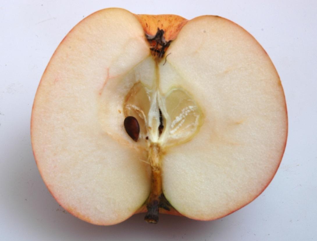 Schöner aus Burscheid
