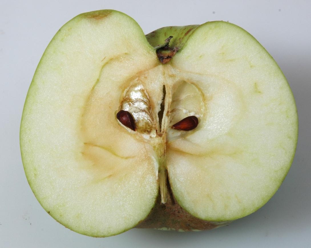 Schicks Rheinischer Landapfel