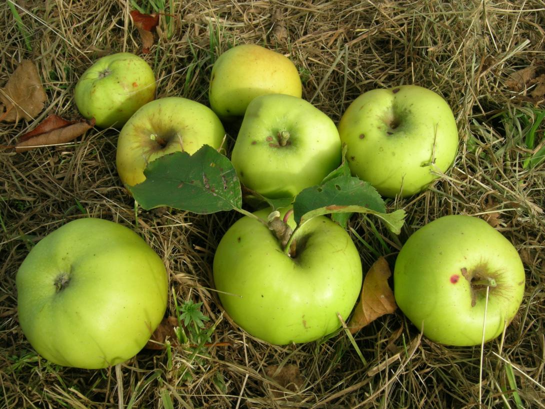 Schicks Rheinischer Landapfel