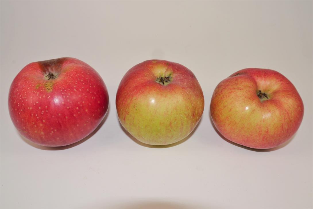 Schöner aus Pontoise