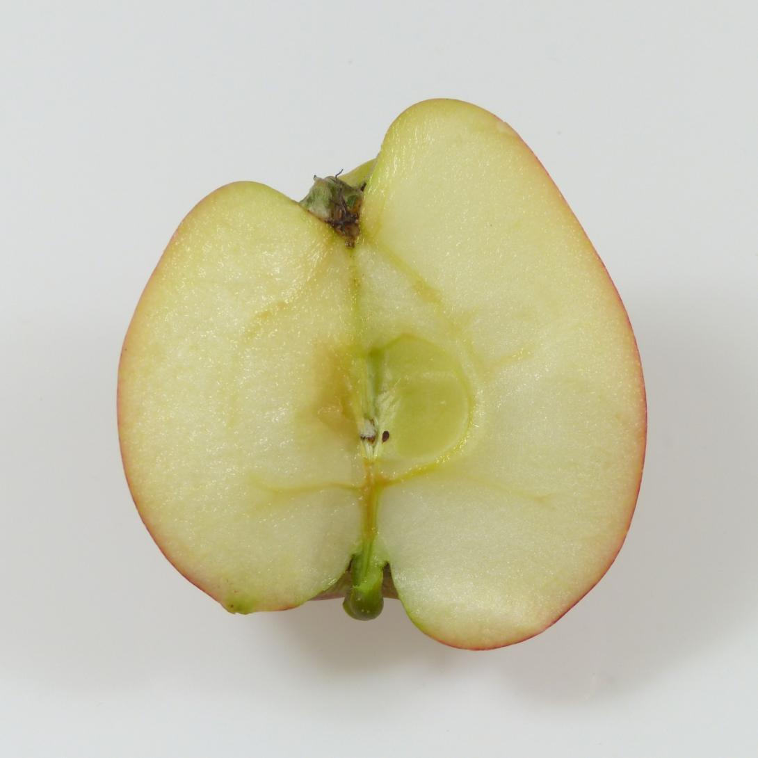 Siebenschläfer Schnittbild