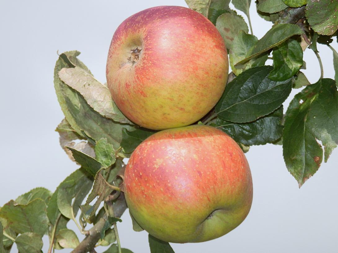 Früchte am Baum