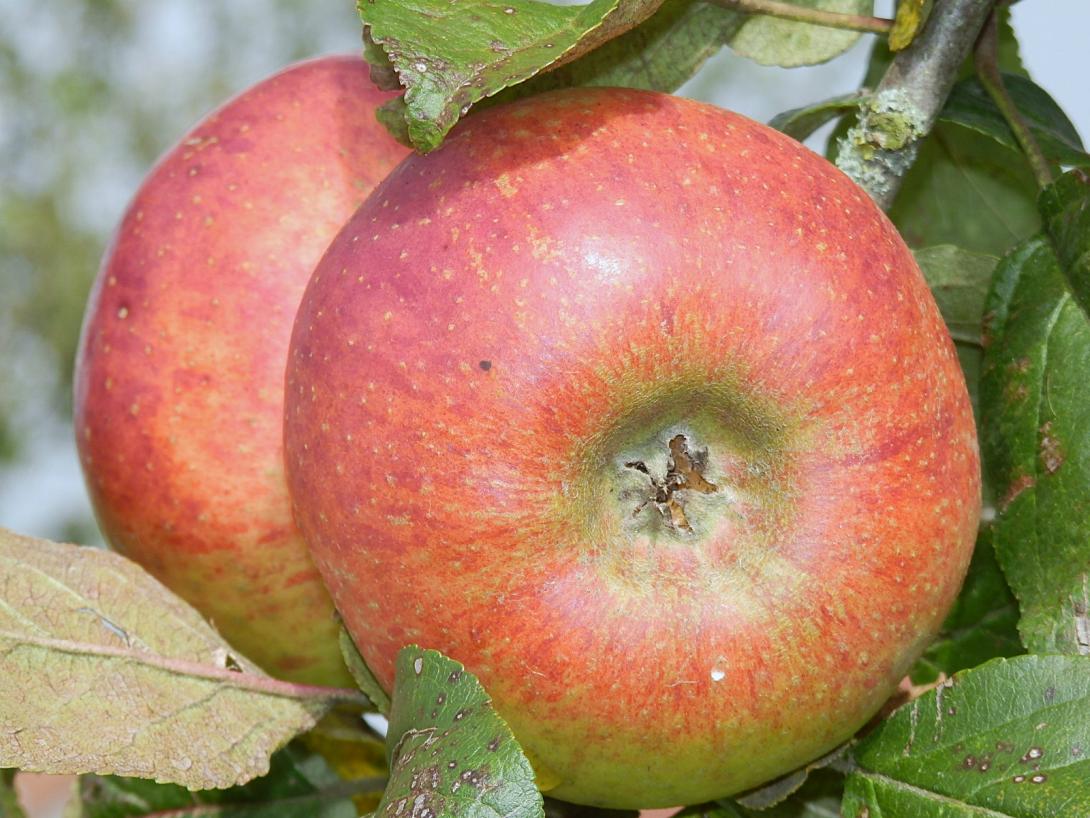 Früchte am Baum