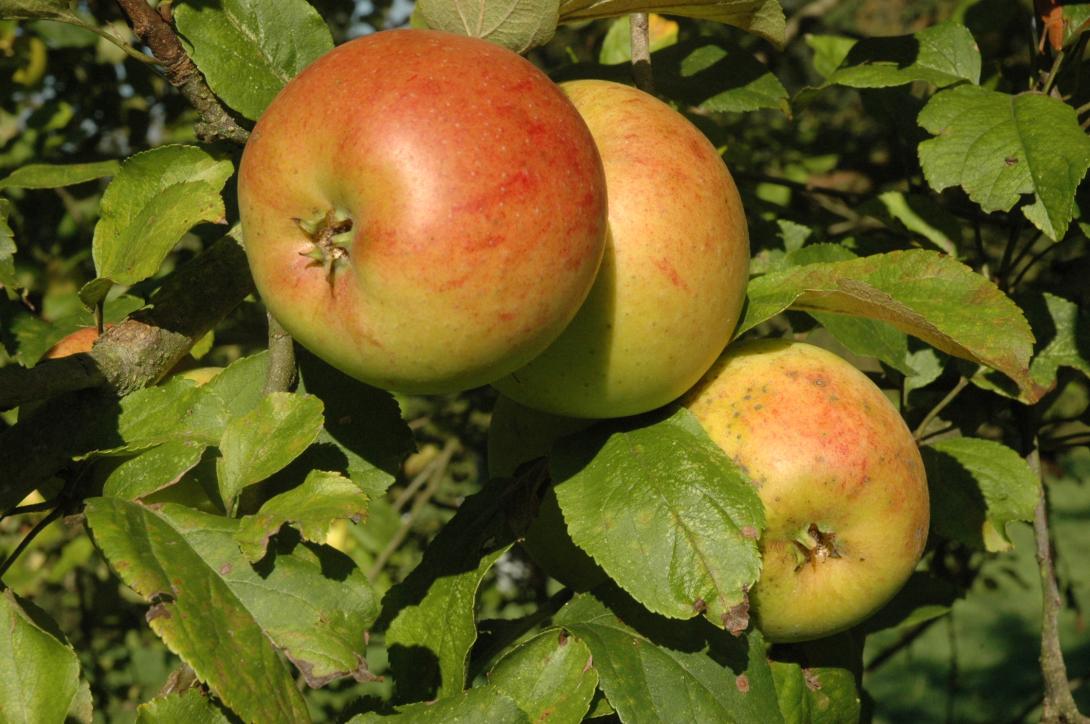 Tannenkrüger
