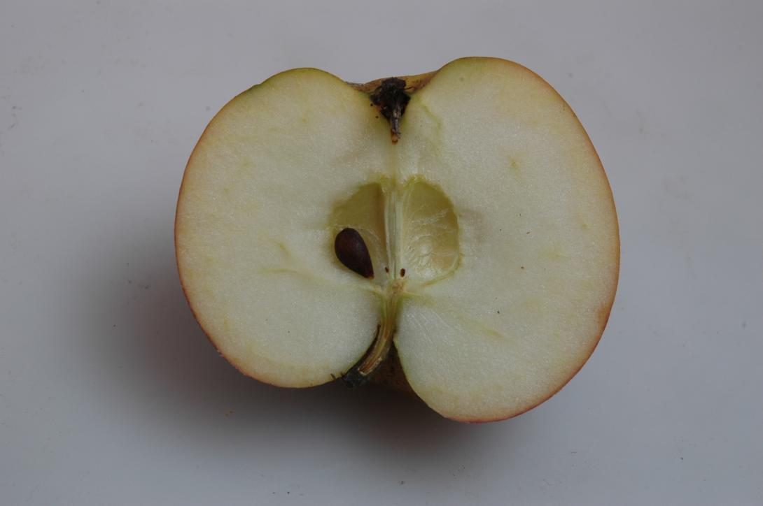 Lippoldsberger Tiefenblüte (geschnittene Frucht)