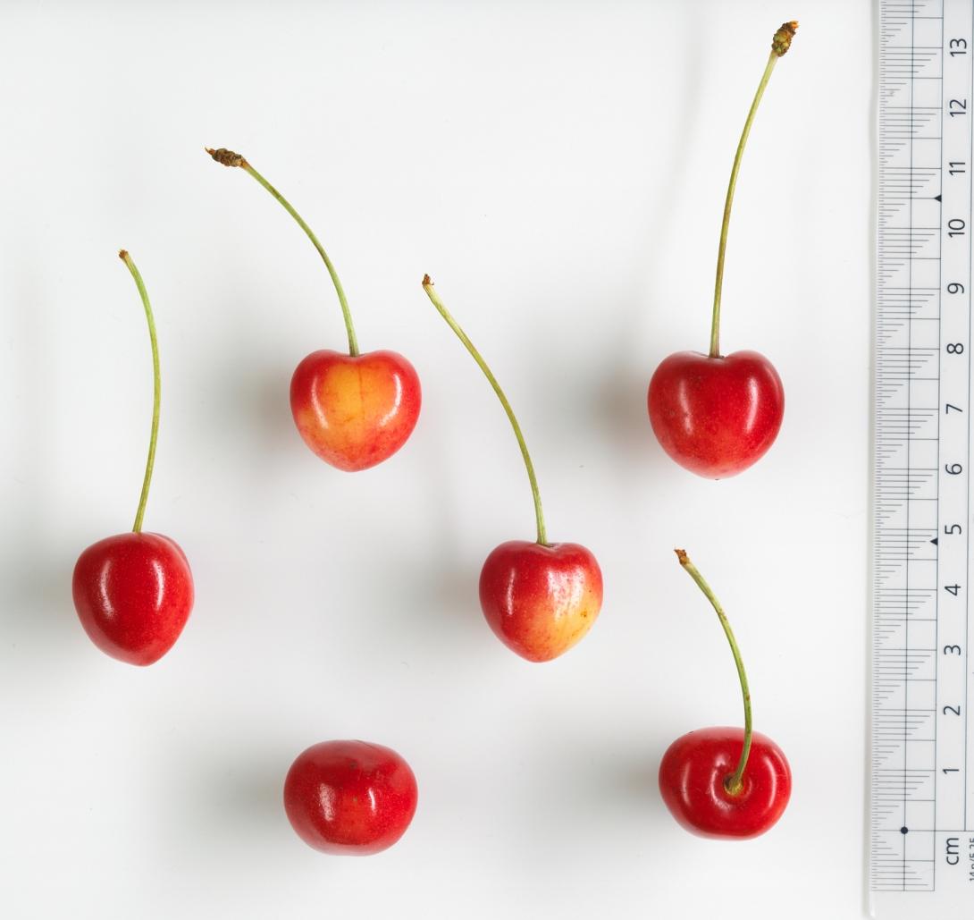 Studiofoto Tilgeners Rote Herzkirsche