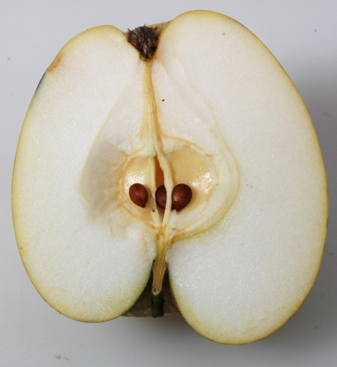 Tulpenapfel
