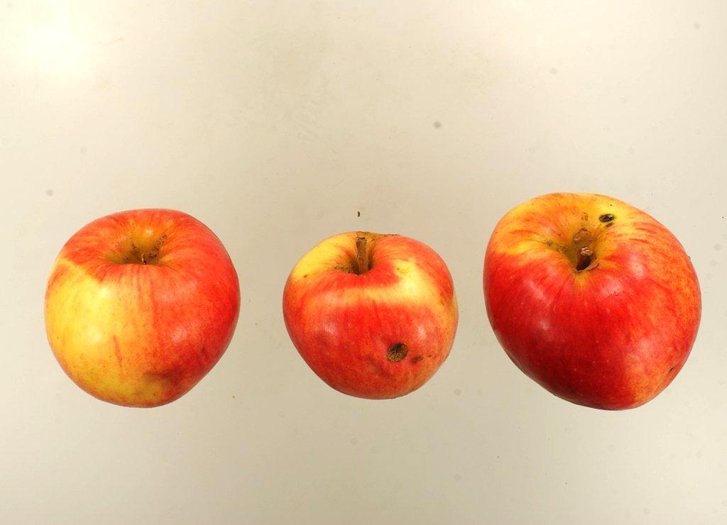 Uphuser Tietjenapfel