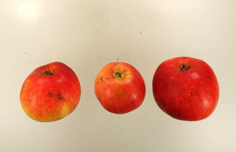 Uphuser Tietjenapfel