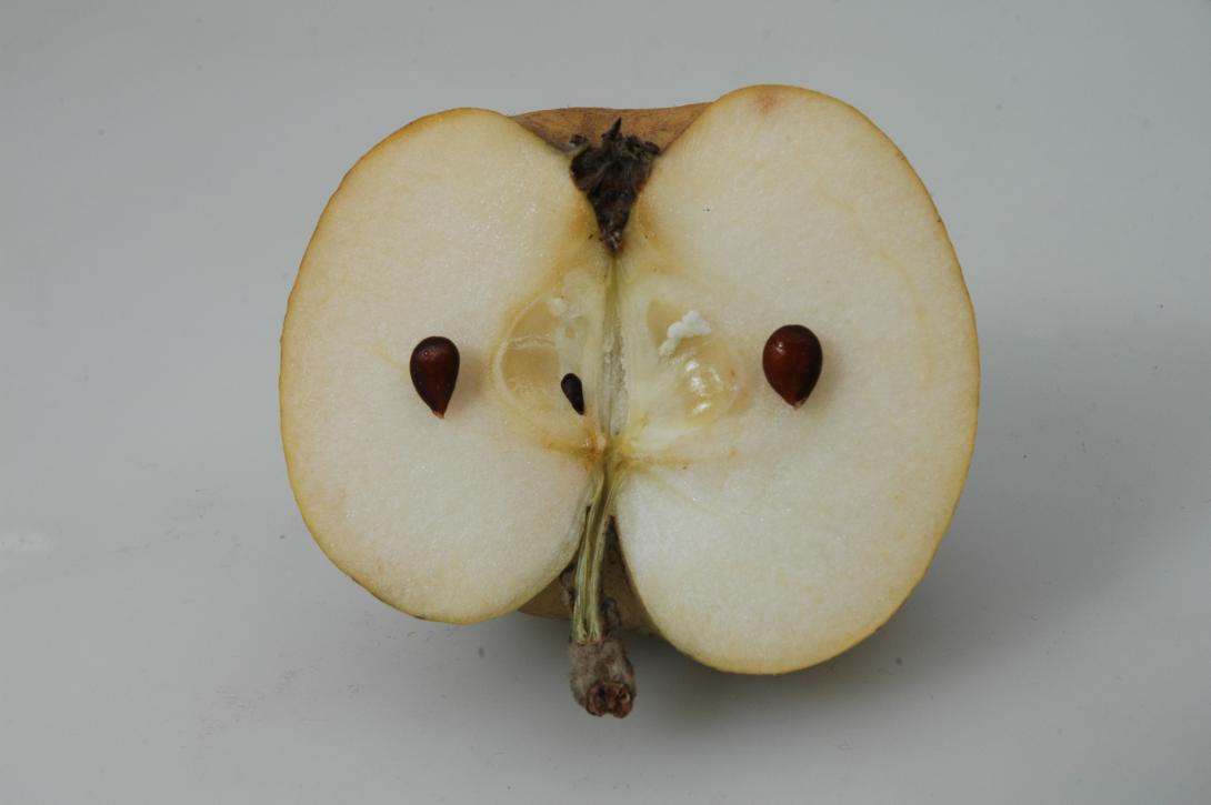 Wünnenberger Zuckerapfel (geschnittene Frucht)