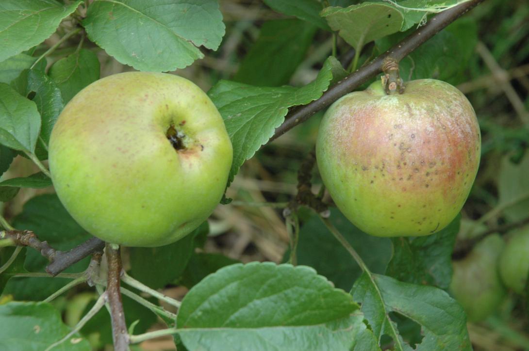 Westfälische Tiefblüte