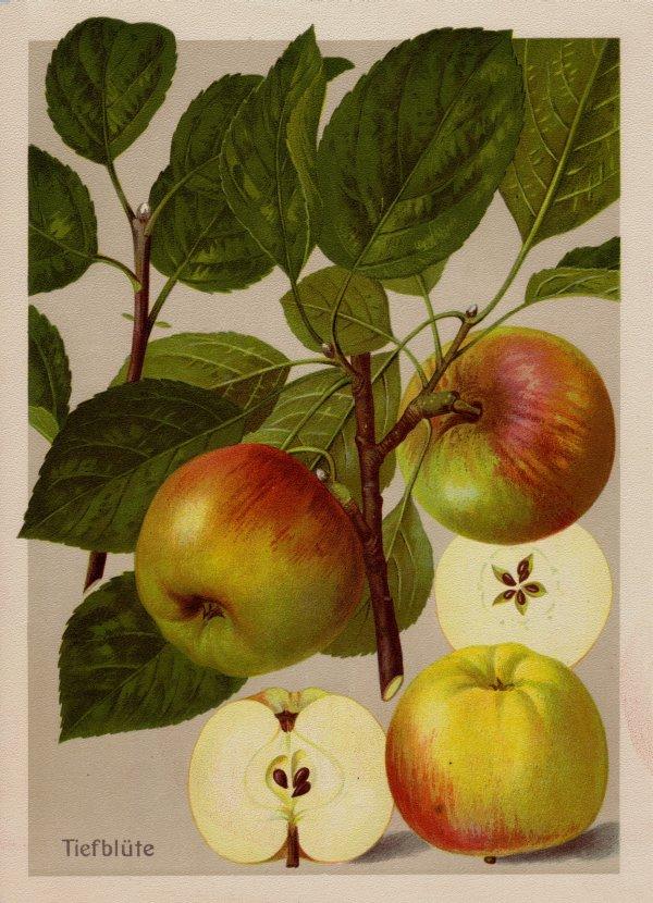 Westfälische Tiefblüte (Quelle: Deutschlands Obstsorten")
