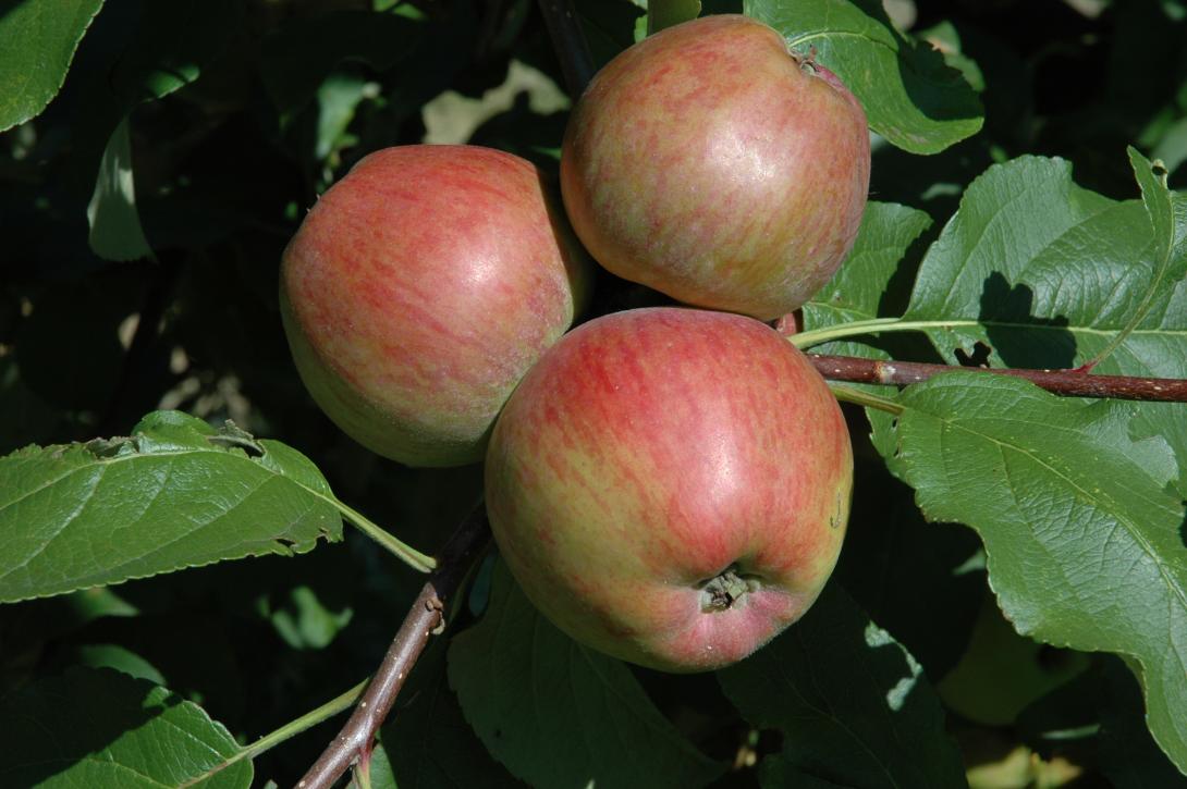 Westfälischer Frühapfel (Frucht am Baum)