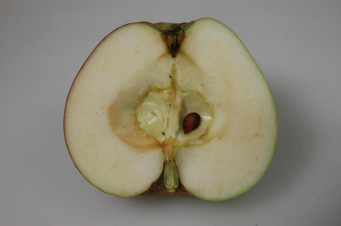 Westfälischer Frühapfel (geschnittene Frucht)
