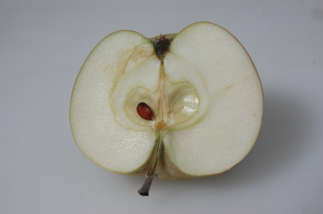 Westfälischer Frühapfel