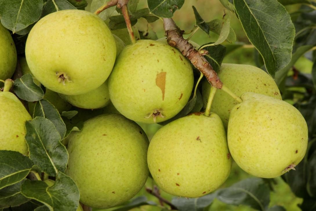 Oberösterreichische Weinbirne