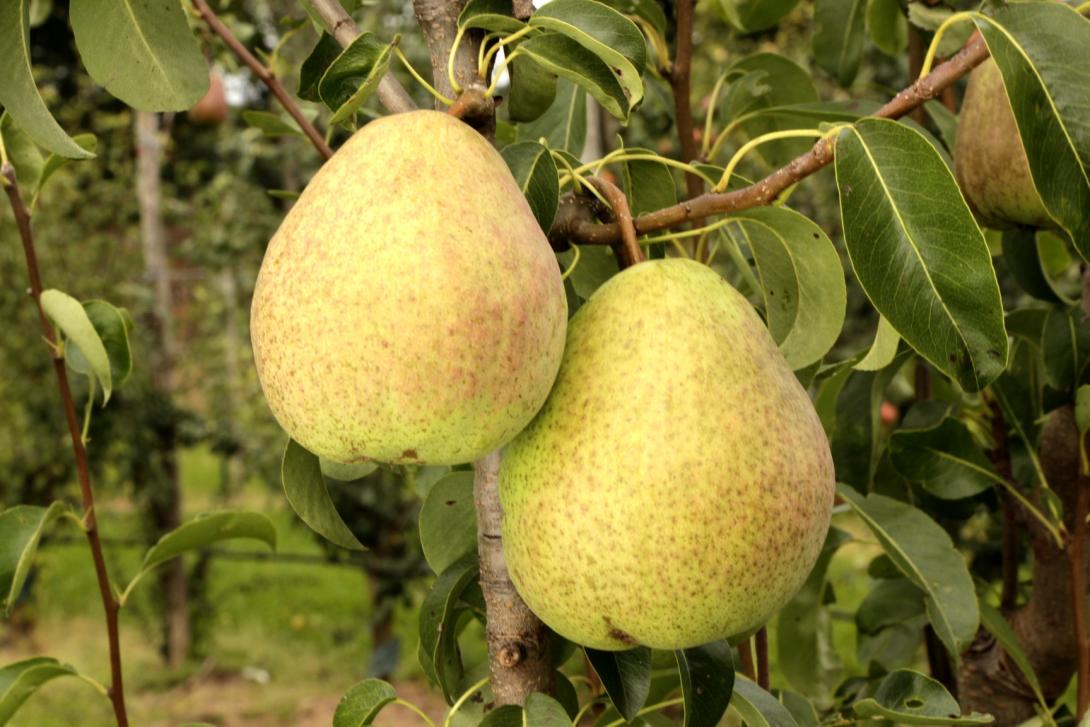 Schmelzende aus Thirriot