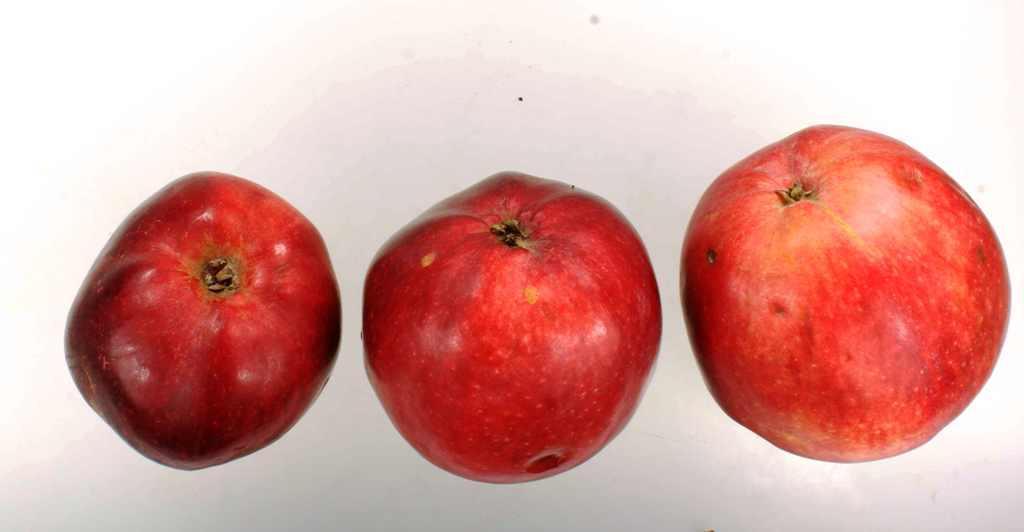 Roter Brasilienapfel