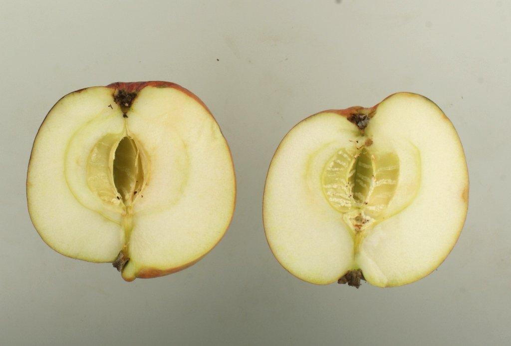 Roter Brasilienapfel