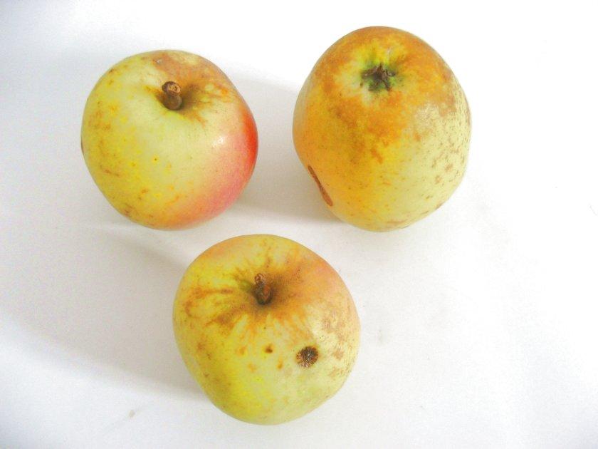Schieblers Taubenapfel