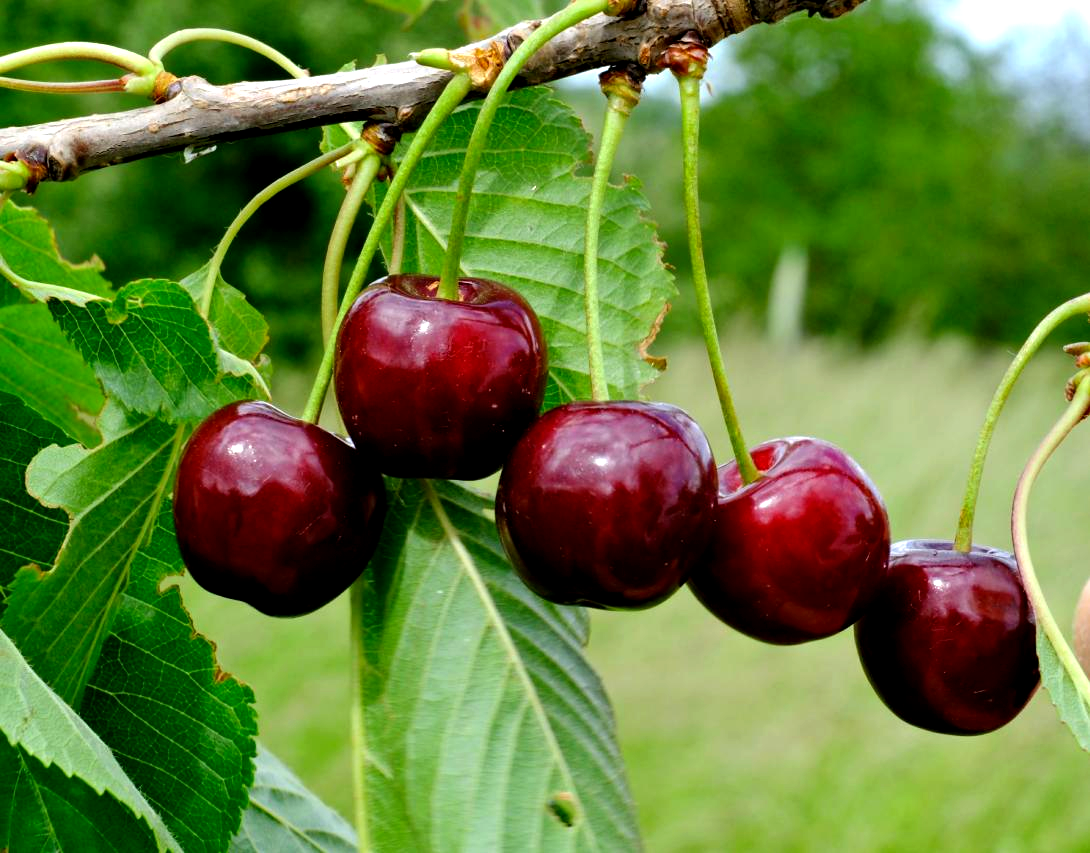 'Früheste der Mark' 