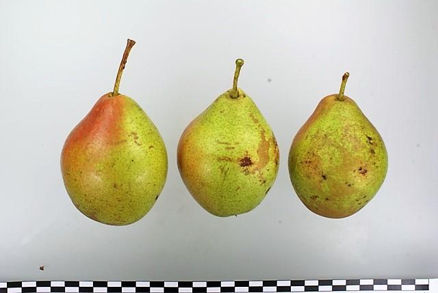 Amanlis Butterbirne