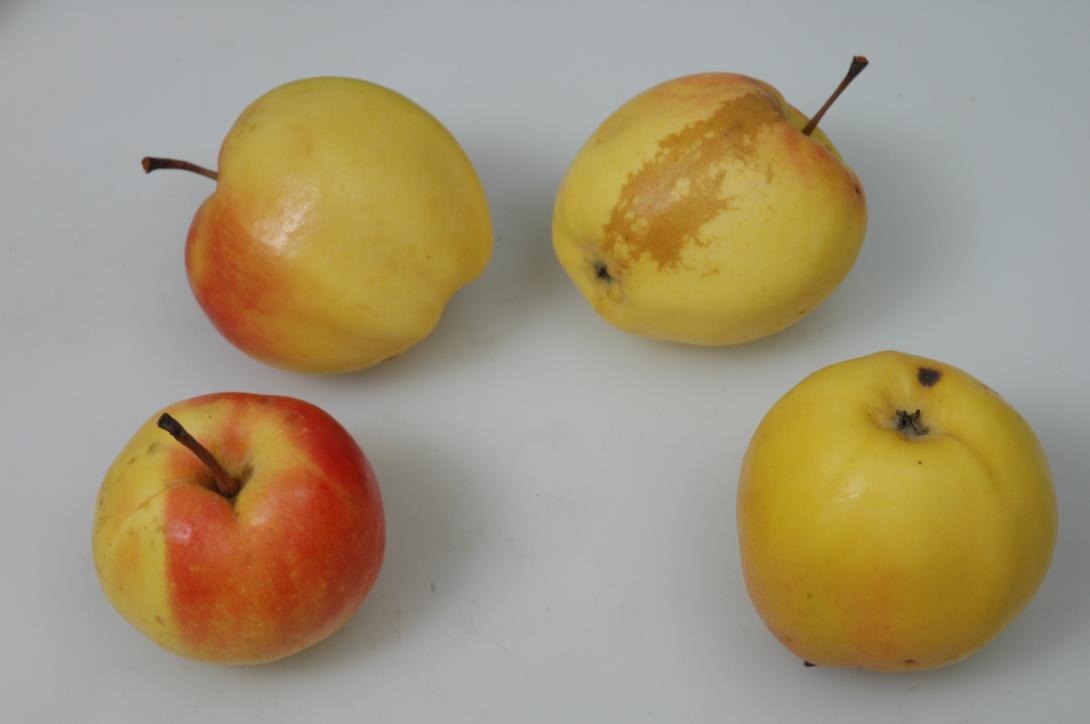 Bürener Zitronenapfel (Studiofoto)