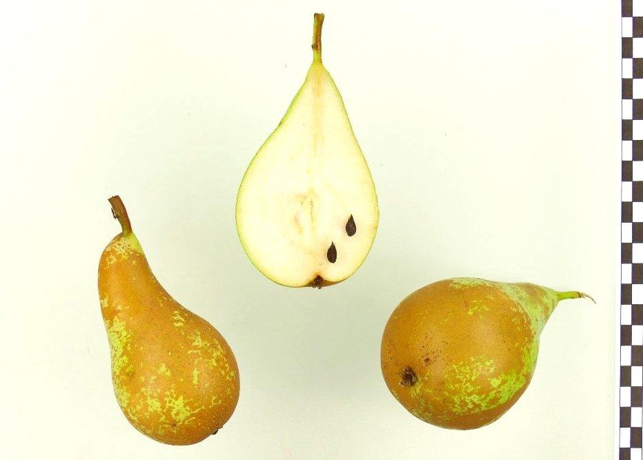 Conference