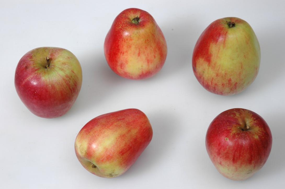 Credes Taubenapfel