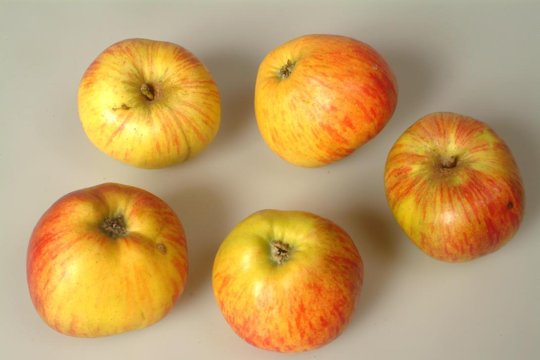 Eifeler Rambur