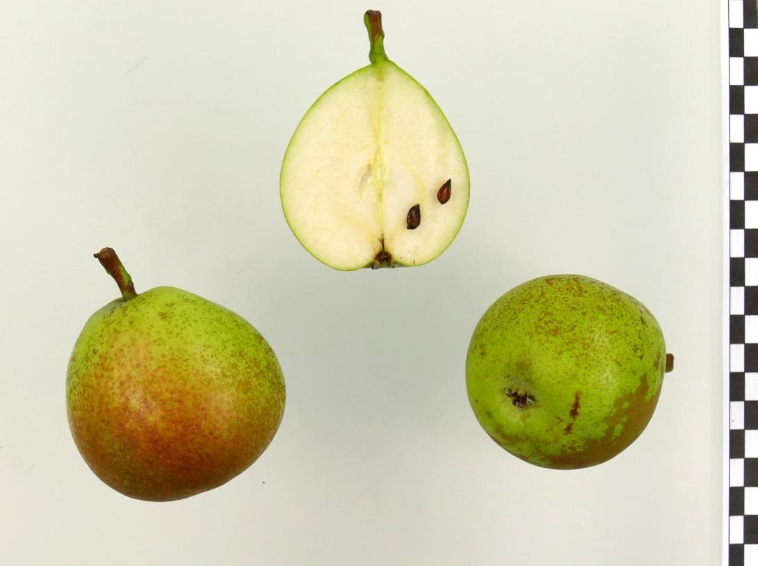 Esperens Herrenbirne