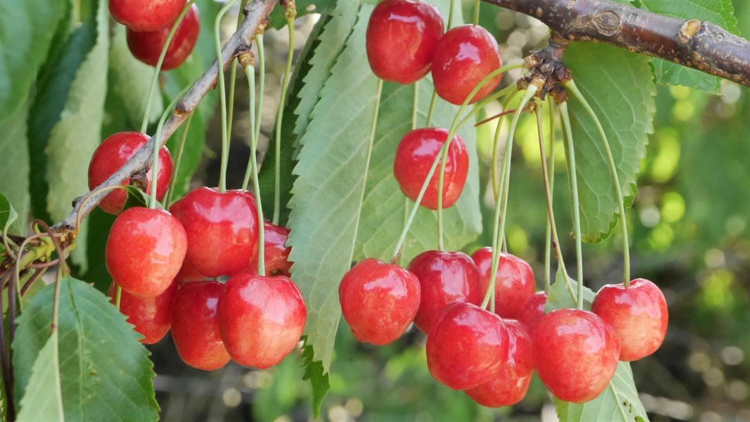 'Grpßrote'