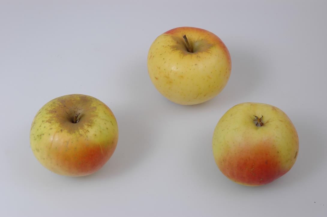 Landsberger Renette