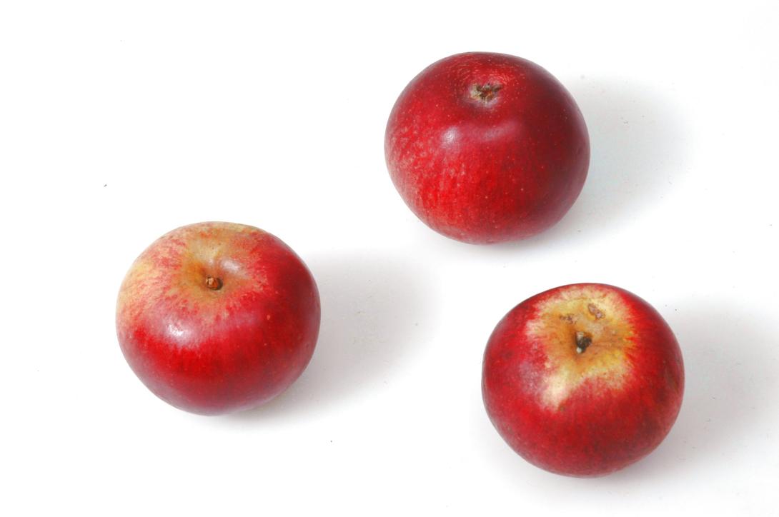 Moseleisenapfel