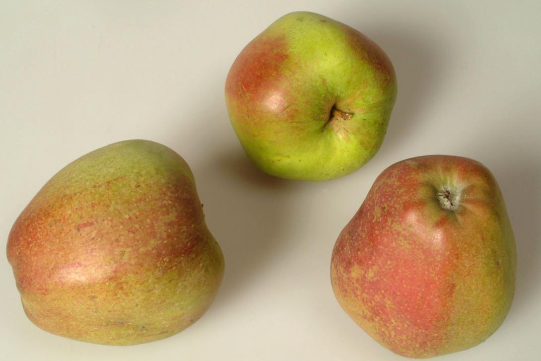 Nelkenapfel