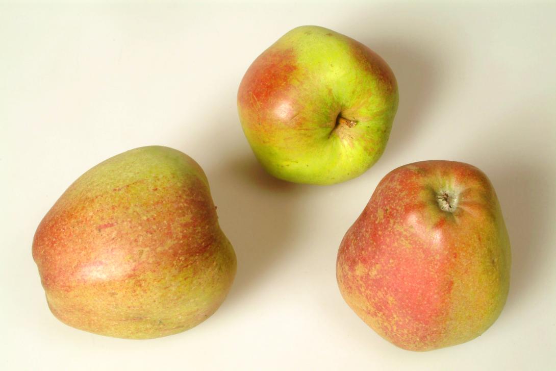 Nelkenapfel