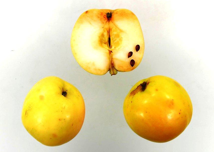Deans Küchenapfel