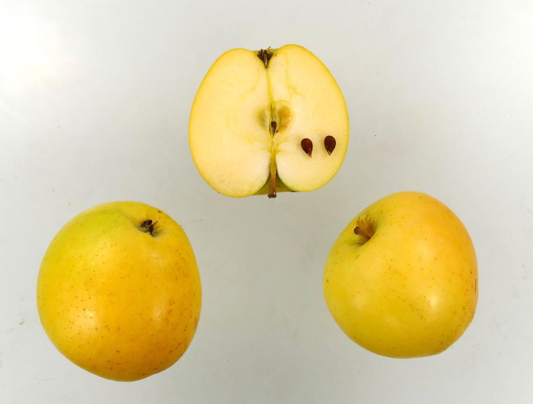 "Grünpunkt"-AN