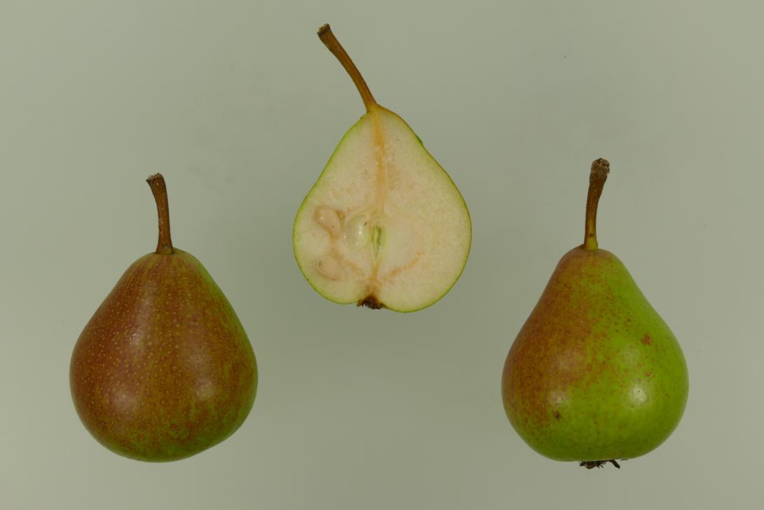 Sommermuskateller