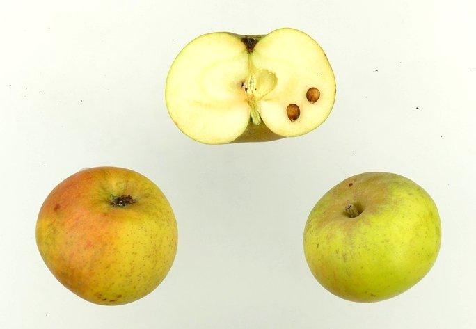 Königlicher Kurzstiel