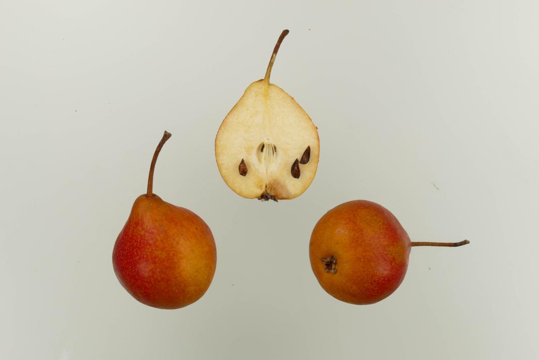 Graue Hühnerbirne
