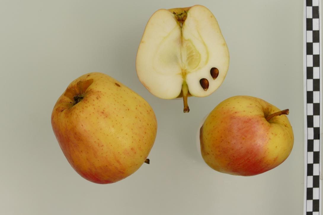 Körler Edelapfel