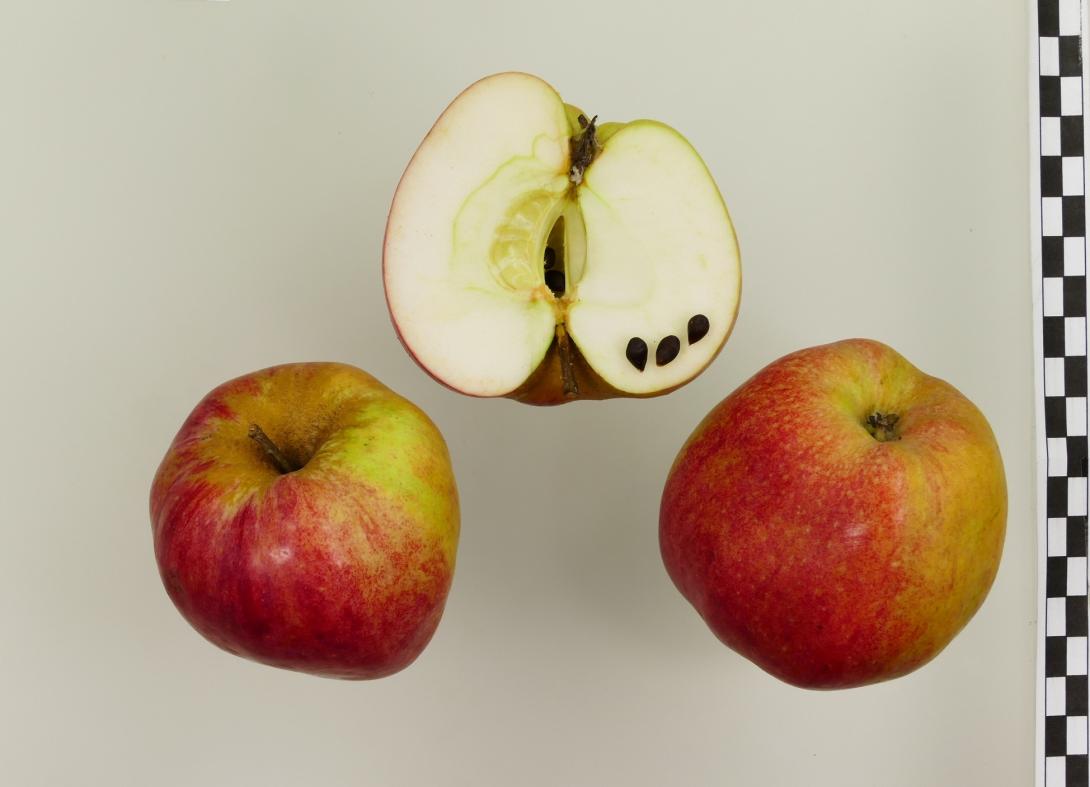 Wilstedter Apfel