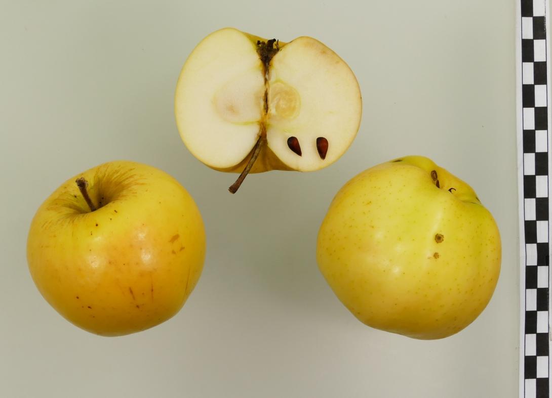 Signe Tillisch
