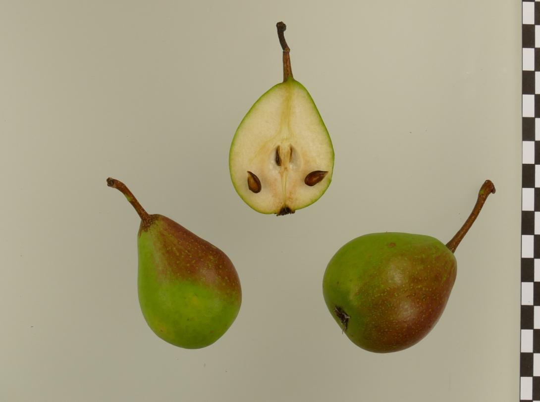 Lange Grüne Herbstbirne