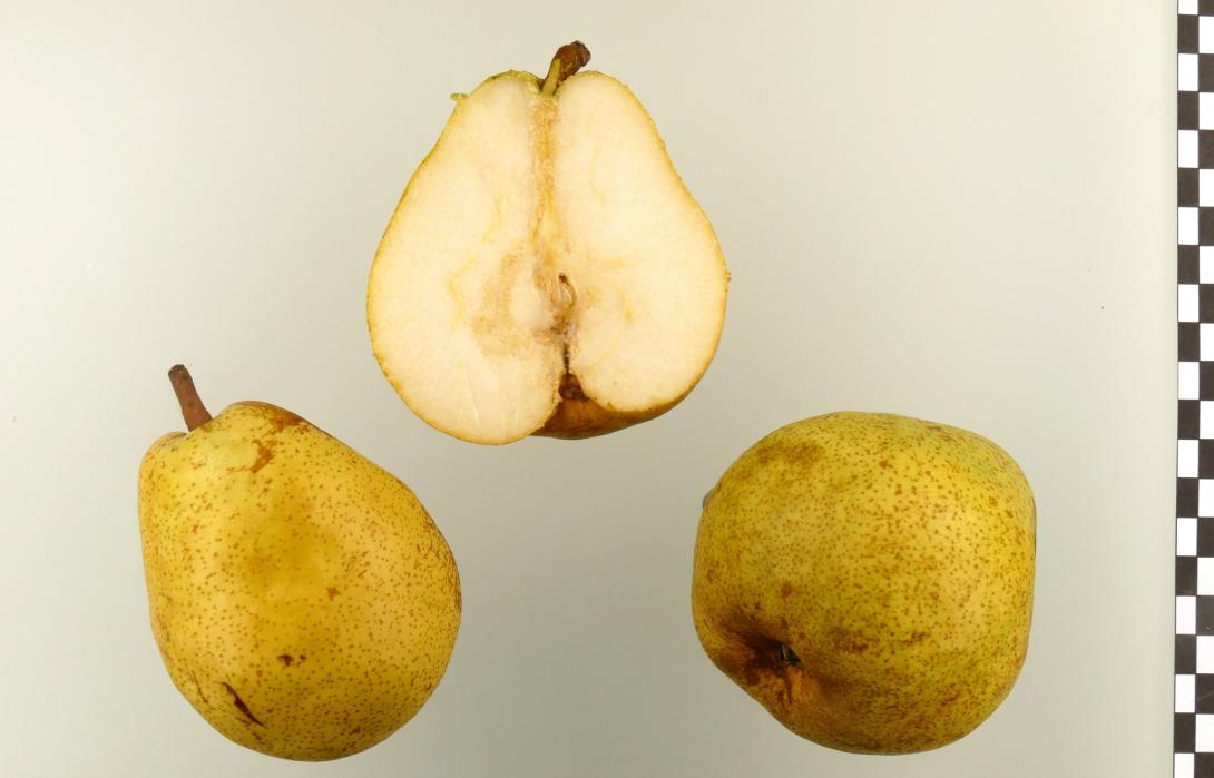Ewart