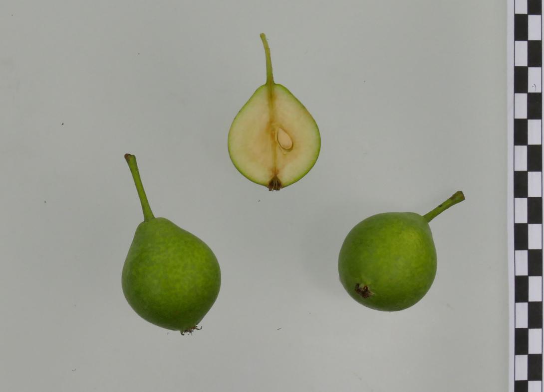 Sommereierbirne