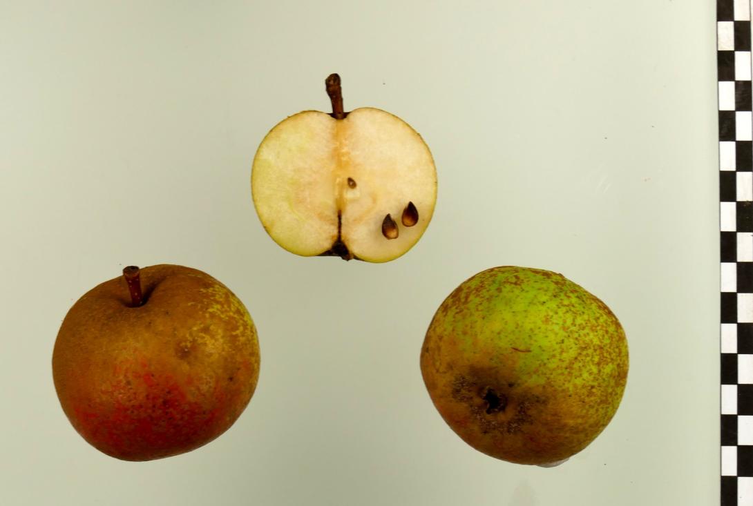 ,,Große Bergamotte" -AN