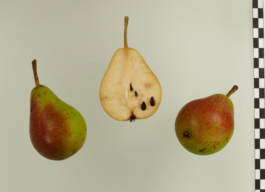 Knausbirne